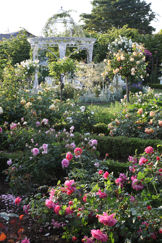 カメラマンが訪ねた感動の花の庭 茨城 つくばローズガーデン Gardenstory ガーデンストーリー