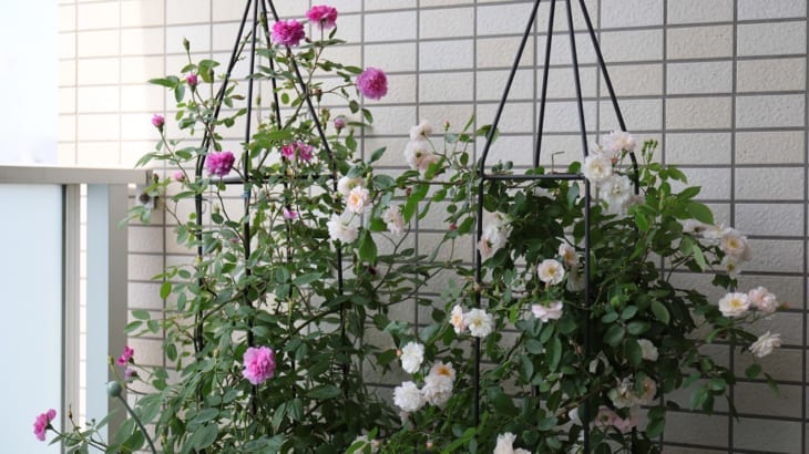 初めてのバラ栽培 苗購入から２年目の開花シーズン到来 Gardenstory ガーデンストーリー
