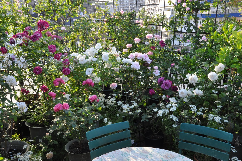 マンションで叶える小さなバラ園 初めの一歩 写真家 松本路子のルーフバルコニー便り Gardenstory ガーデンストーリー
