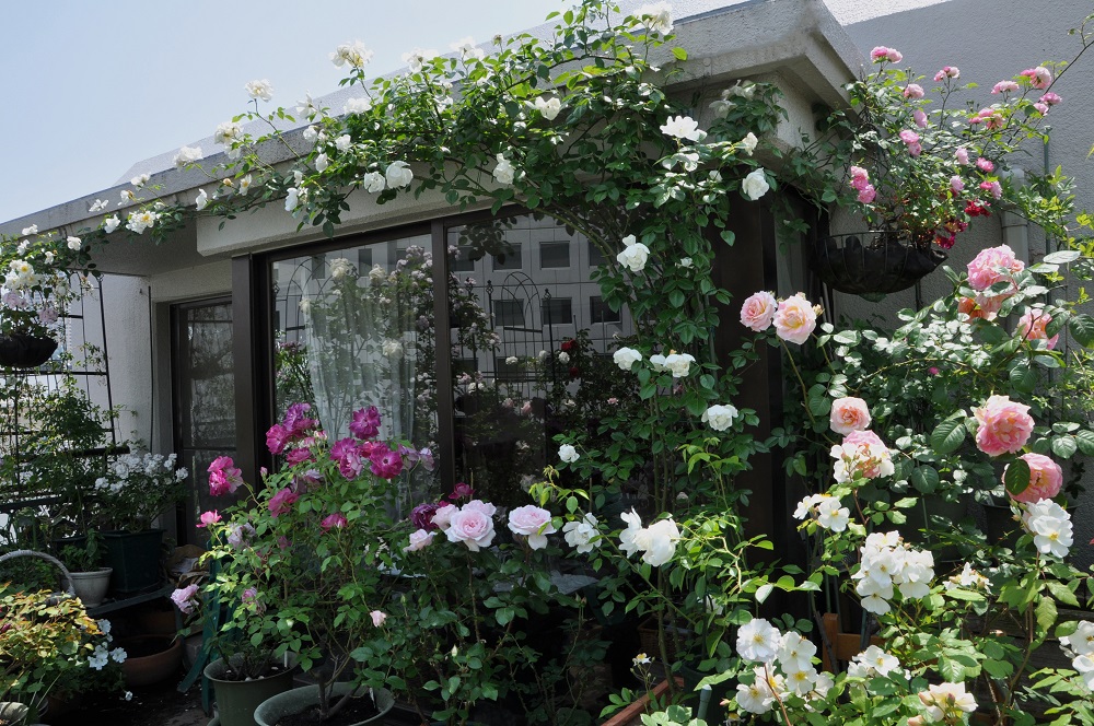 マンションで叶える小さなバラ園 初めの一歩 写真家 松本路子のルーフバルコニー便り Gardenstory ガーデンストーリー