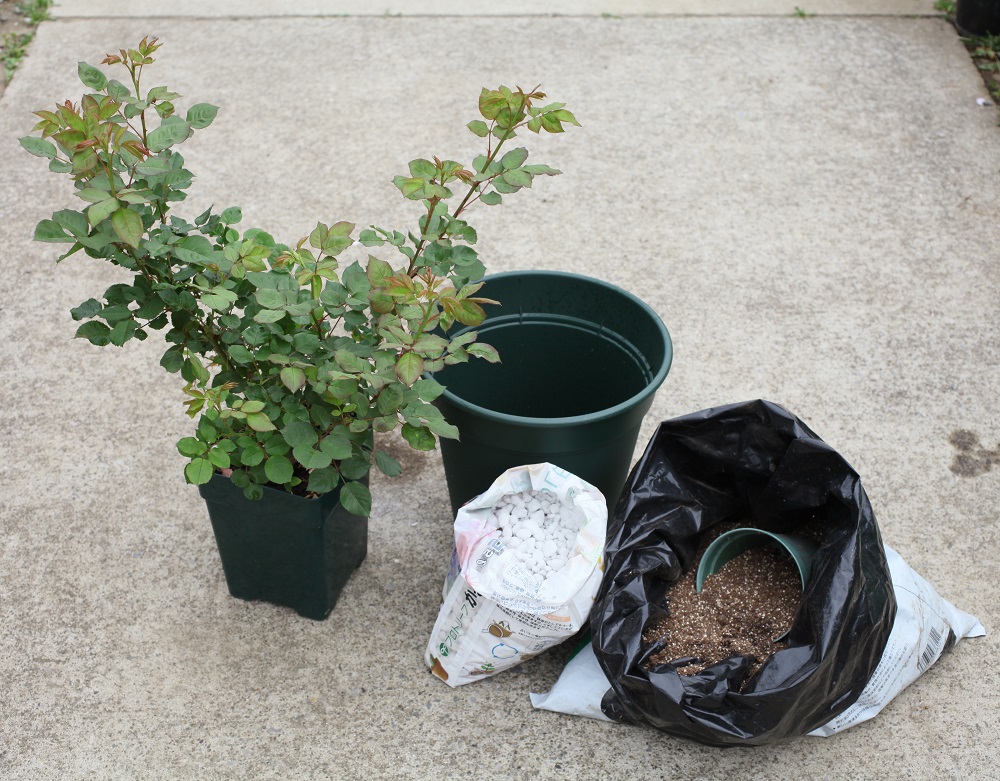 バラの鉢植え苗を春 初夏に買ったら はじめに 植え付け をしよう Gardenstory ガーデンストーリー