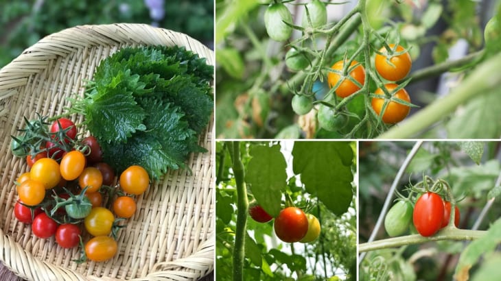 ミニトマトの成長にあわせた支柱でベランダ菜園 Gardenstory ガーデンストーリー