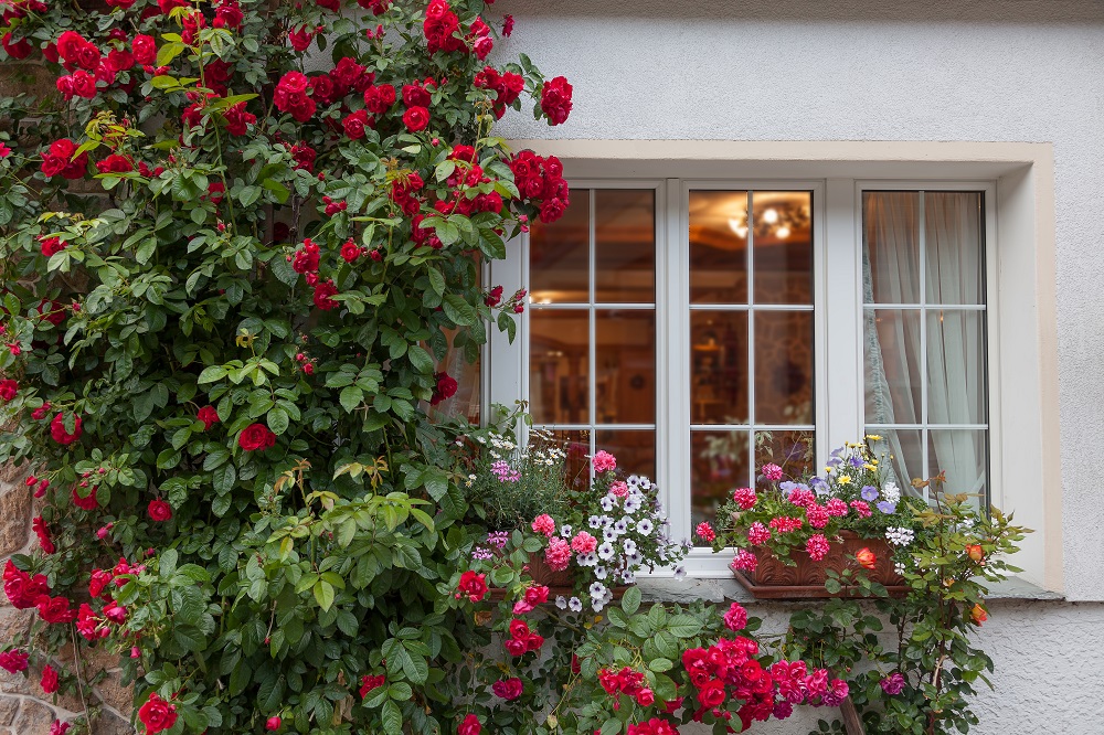 つるバラを窓辺に咲かせて 憧れの景色をつくる４つのチェックポイント Gardenstory ガーデンストーリー