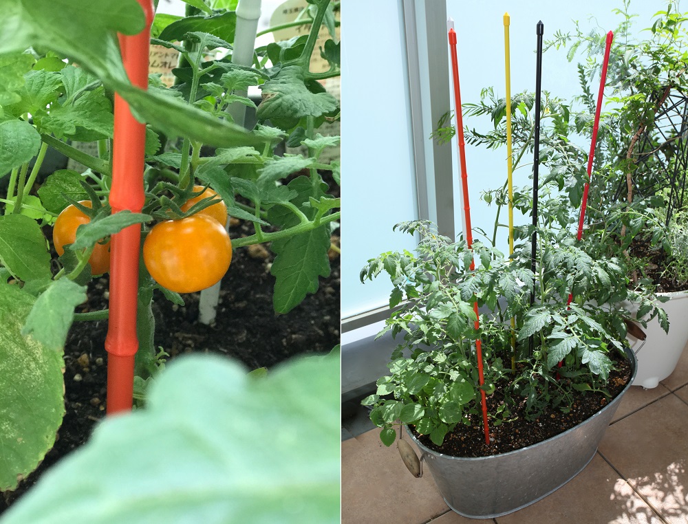 ミニトマトの成長にあわせた支柱でベランダ菜園 Gardenstory ガーデンストーリー