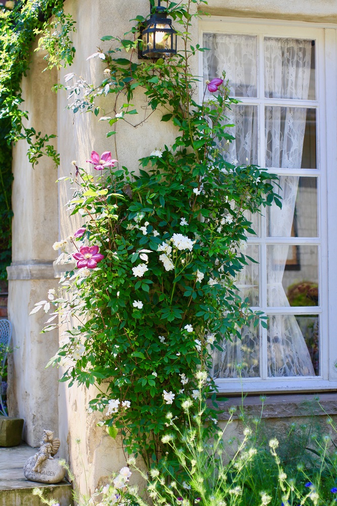 つるバラを窓辺に咲かせて 憧れの景色をつくる４つのチェックポイント Gardenstory ガーデンストーリー
