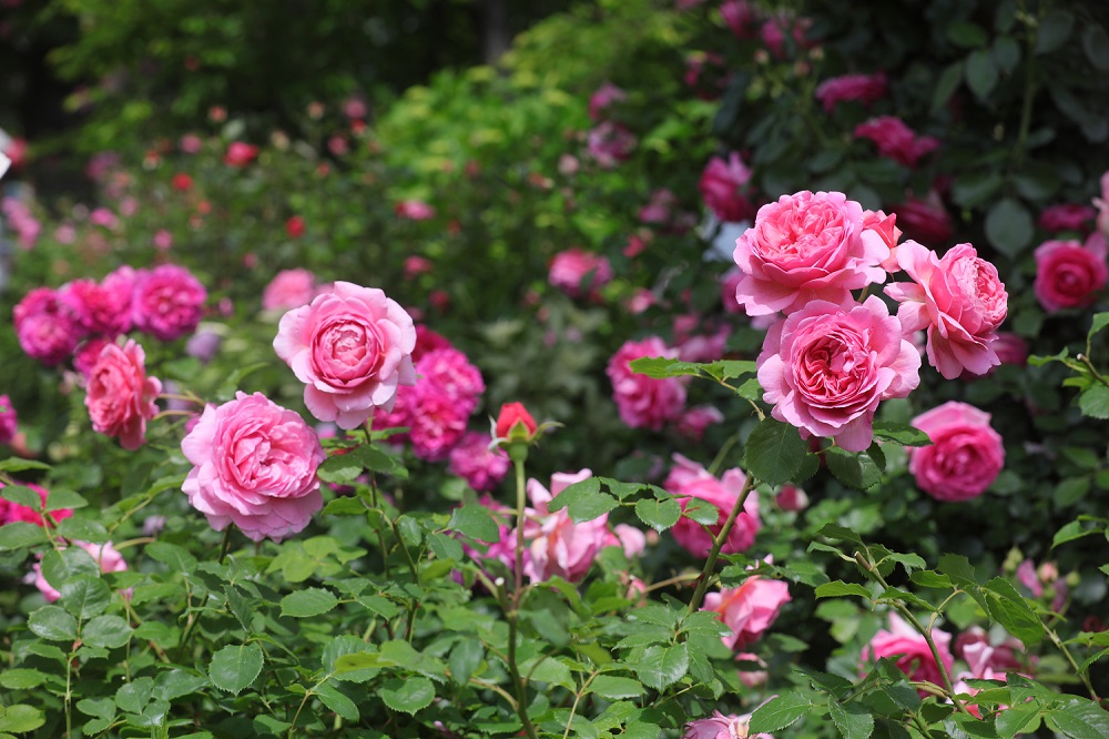 バラと草花 野菜を健やかに育てる有機栽培資材 Pr Gardenstory ガーデンストーリー