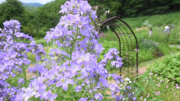 ベル型の花が初夏のガーデンを彩る カンパニュラ Gardenstory ガーデンストーリー