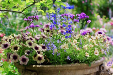 夏の寄せ植えにオススメの一年草と綺麗に咲かせる５つのポイント