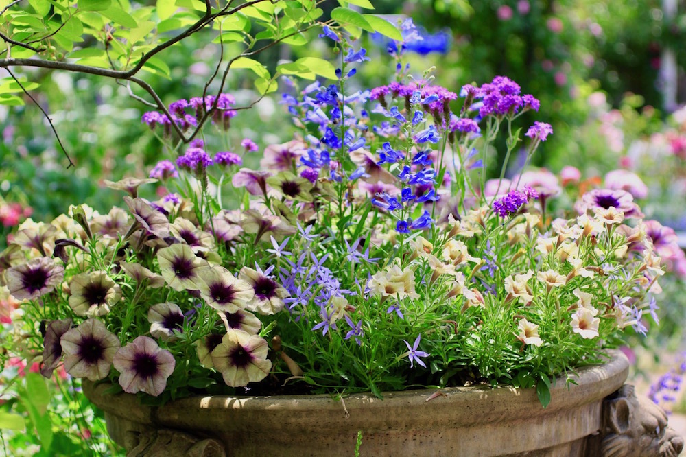 夏の寄せ植えにオススメの一年草と綺麗に咲かせる５つのポイント | GardenStory (ガーデンストーリー)