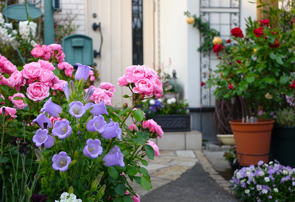 バラの庭づくり初心者が育んだ５年目の小さな庭 | GardenStory