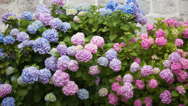 梅雨を彩る花 アジサイ 品種バリエと育て方のコツ Gardenstory ガーデンストーリー