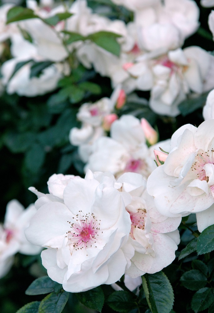バラの物語 つるバラの名花 ジャクリーヌ デュ プレ Gardenstory ガーデンストーリー