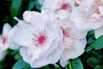 バラの物語・つるバラの名花‘ジャクリーヌ・デュ・プレ’