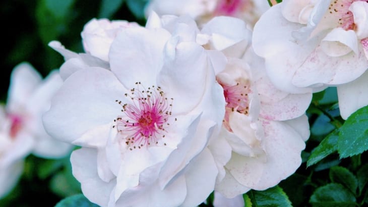 バラの物語 つるバラの名花 ジャクリーヌ デュ プレ Gardenstory ガーデンストーリー