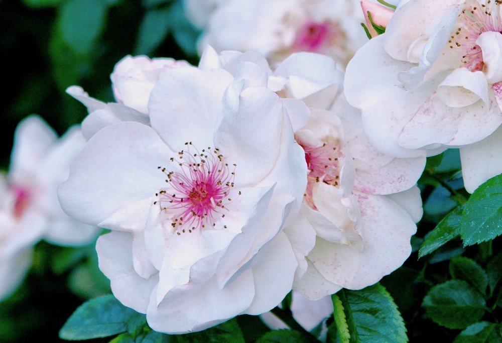 バラの物語・つるバラの名花‘ジャクリーヌ・デュ・プレ’