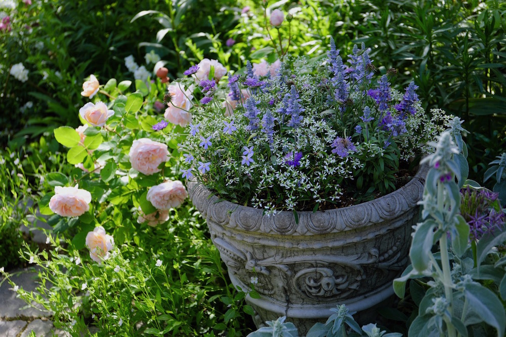 夏の寄せ植えにオススメの一年草と綺麗に咲かせる５つのポイント Gardenstory ガーデンストーリー
