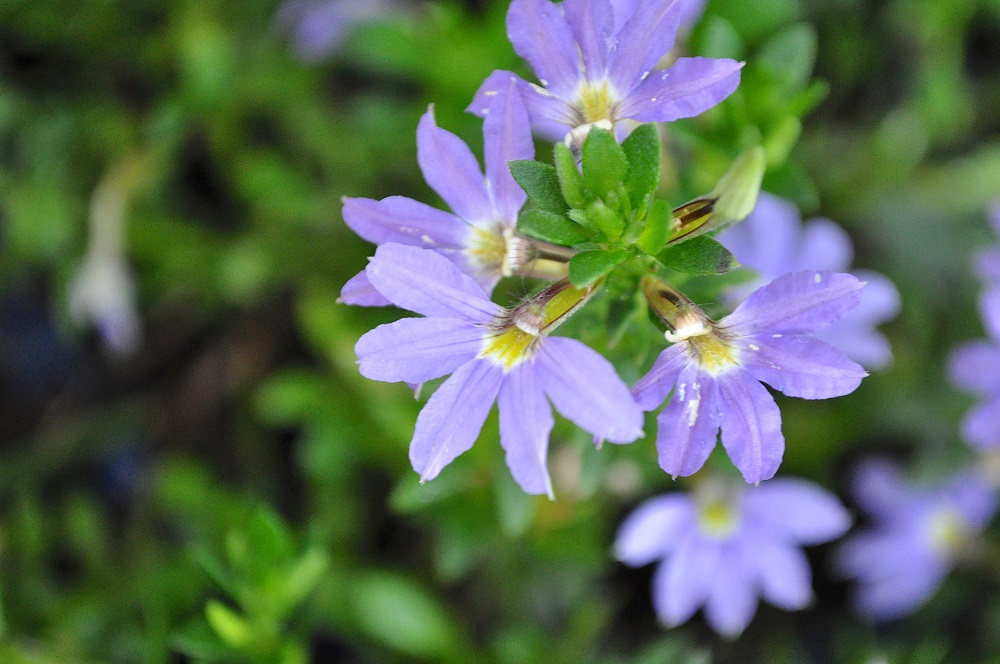 青花が美しい ブルーファンフラワー オージーガーデニングのすすめ Gardenstory ガーデンストーリー
