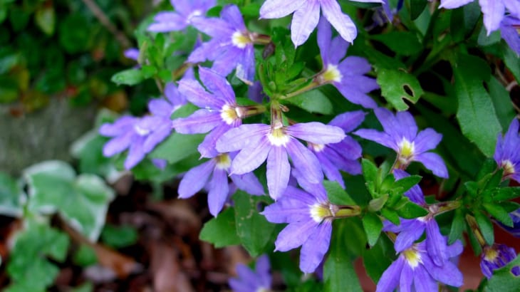 青花が美しい ブルーファンフラワー オージーガーデニングのすすめ Gardenstory ガーデンストーリー
