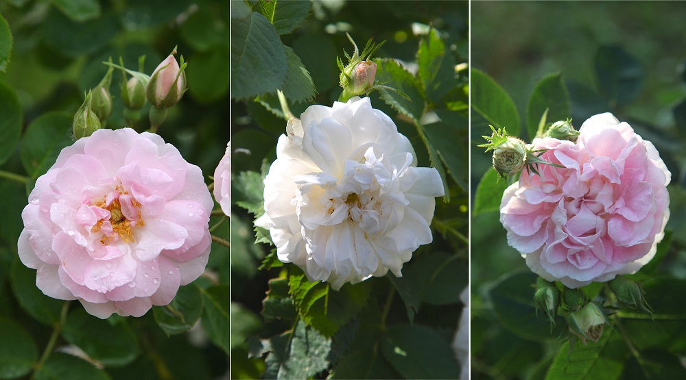 花の女王バラを紐解く「アルバ～妖しい白バラ」