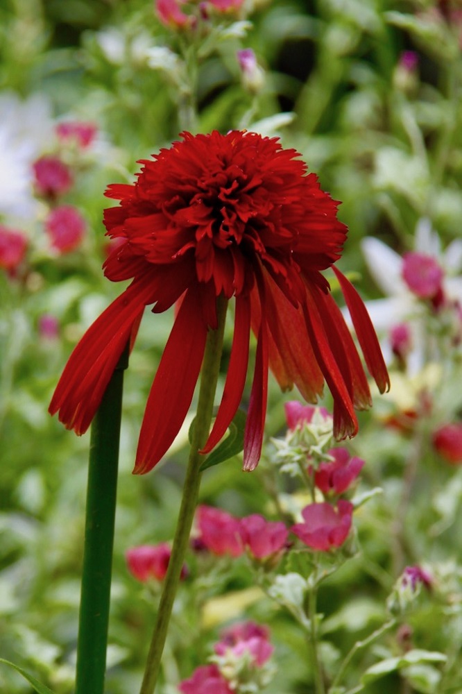 夏の庭に個性をプラス 花形が面白い宿根草 エキナセア Gardenstory ガーデンストーリー