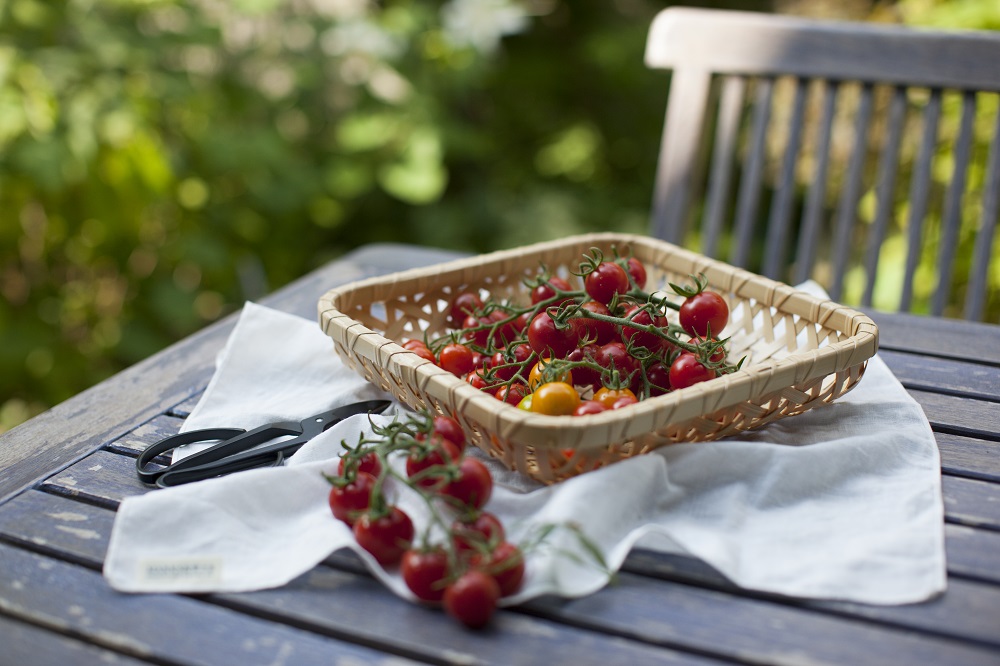 【夏の収穫の楽しみ】自家製ミニトマトの簡単レシピ