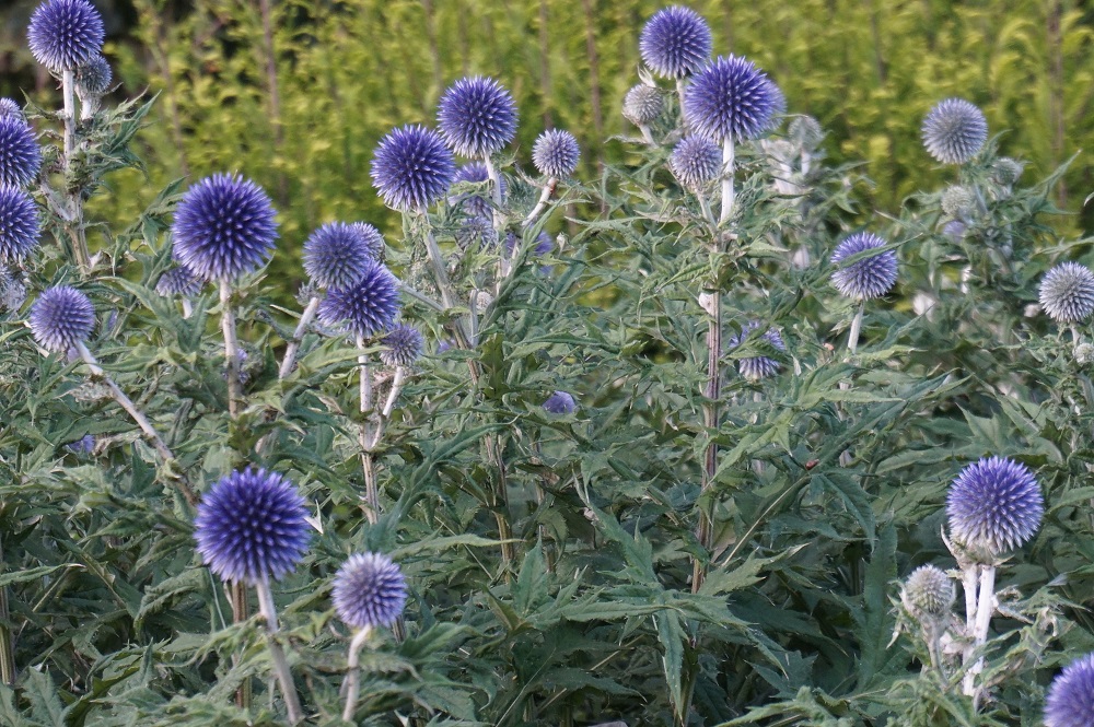 夏の花壇に咲かせたい 涼しげな青い花７選 Gardenstory ガーデンストーリー