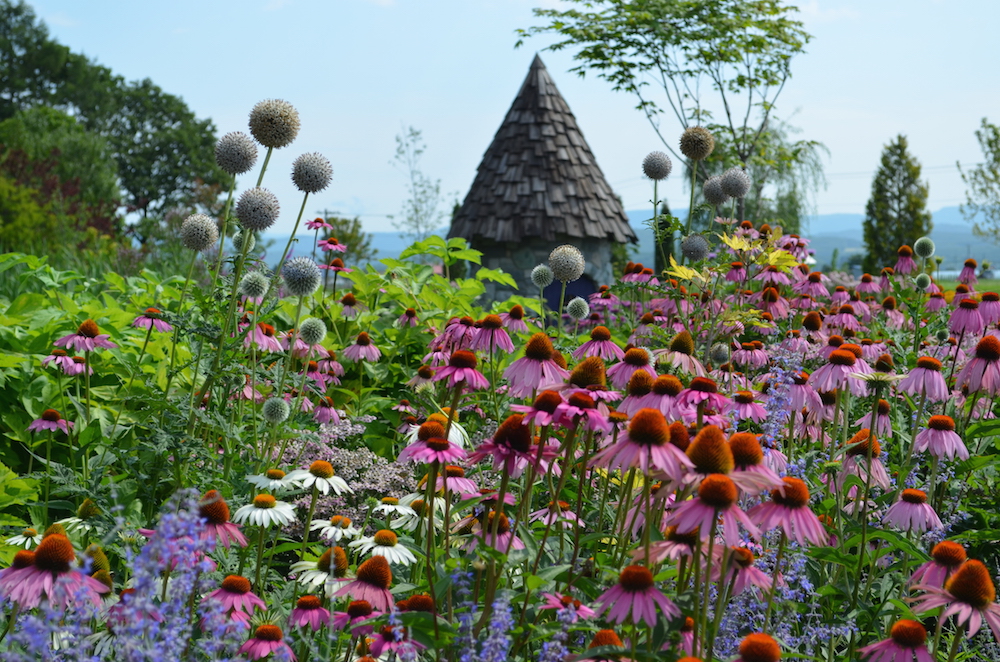上野ファームの庭便り「鮮やかな夏を彩る、エキナセアの世界」
