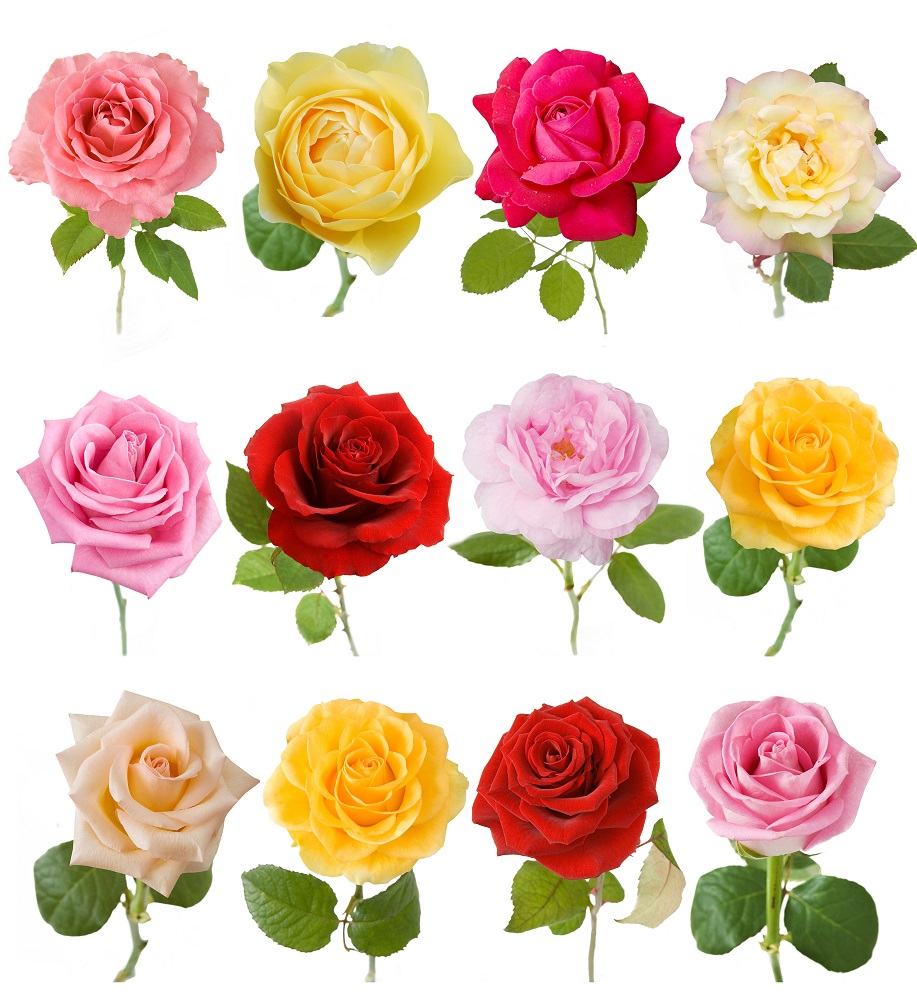 バラ研究家が教える 知れば知るほどバラが好きになるポイント 多彩な花形 Gardenstory ガーデンストーリー