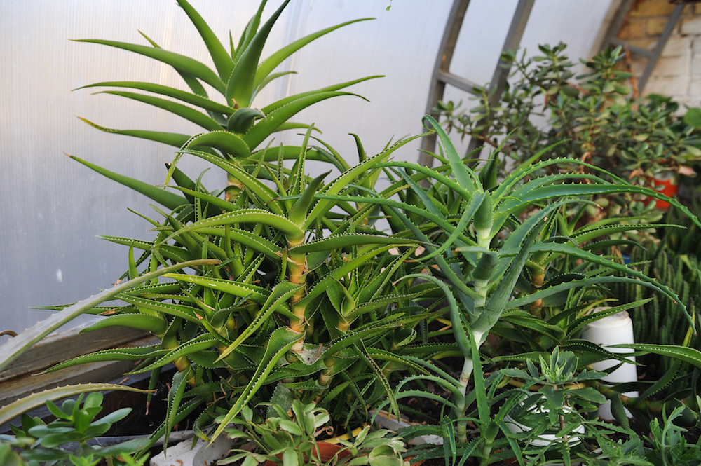 懐かしカッコいい 耐寒性のアロエはいかが 乙庭styleの植物１ Gardenstory ガーデンストーリー