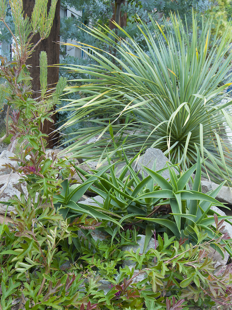 懐かしカッコいい 耐寒性のアロエはいかが 乙庭styleの植物１ Gardenstory ガーデンストーリー