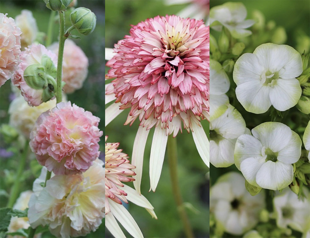 暑さに強い花！夏に休まない！暖地向きの宿根草21種