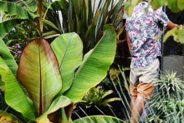 夏～秋庭の主役に！ セミトロピカルな巨大葉プランツ５選【乙庭Styleの植物２】