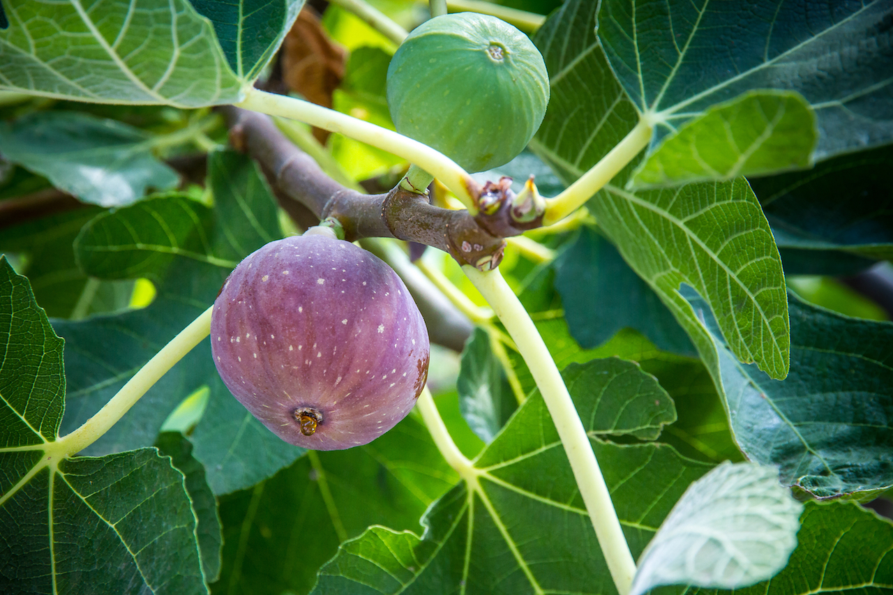 イチジクを鉢植えで育てよう よく実る美味しいホームフルーツ Gardenstory ガーデンストーリー