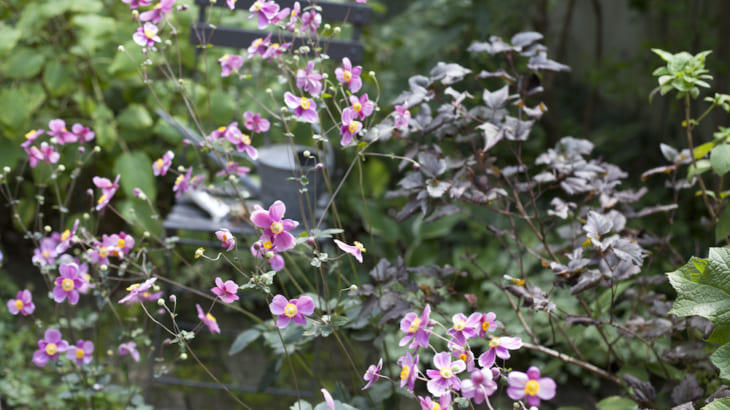 小さな庭と花暮らし 秋の訪れを告げる秋明菊 Gardenstory ガーデンストーリー