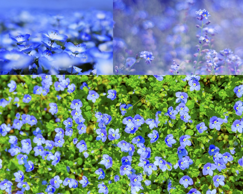 美しい花の画像 無料印刷可能青い 小さな 花 名前