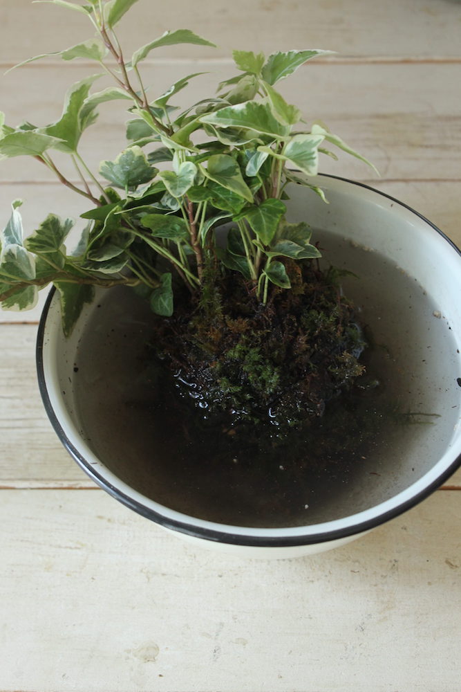 簡単にできて癒し効果大！ 室内に置いて楽しめる“苔玉”の作り方 | GardenStory (ガーデンストーリー)