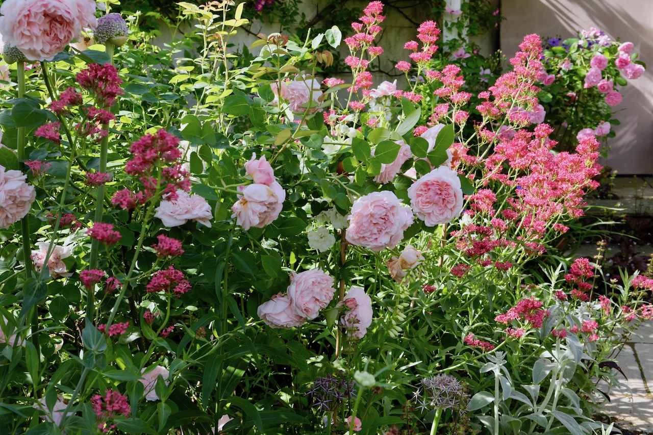 初心者にもオススメ バラをもっと素敵にみせる名バイプレーヤーの草花たち Gardenstory ガーデンストーリー