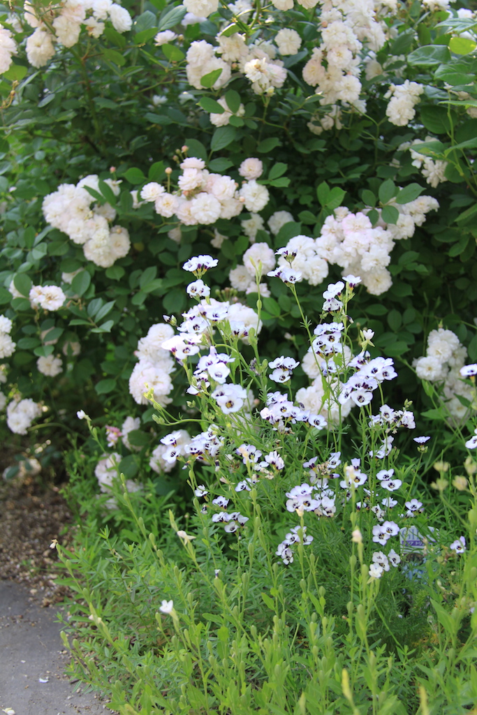 初心者にもオススメ バラをもっと素敵にみせる名バイプレーヤーの草花たち Gardenstory ガーデンストーリー