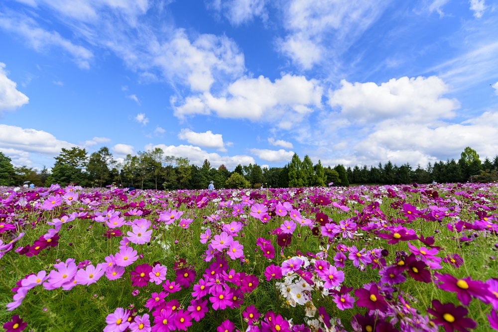 花の庭巡りならここ！ 四季を通して花のカーペットで彩られる「国営備北丘陵公園」