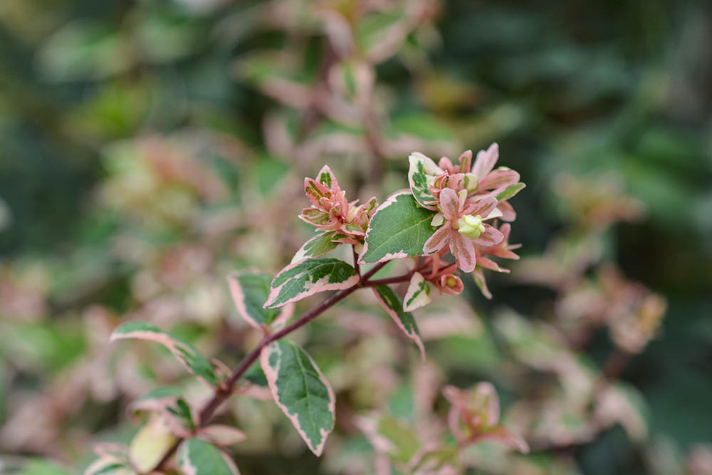 アベリアとは | 庭におすすめの植物! 常緑低木花木アベリアの育て方や種類をご紹介 | GardenStory (ガーデンストーリー)