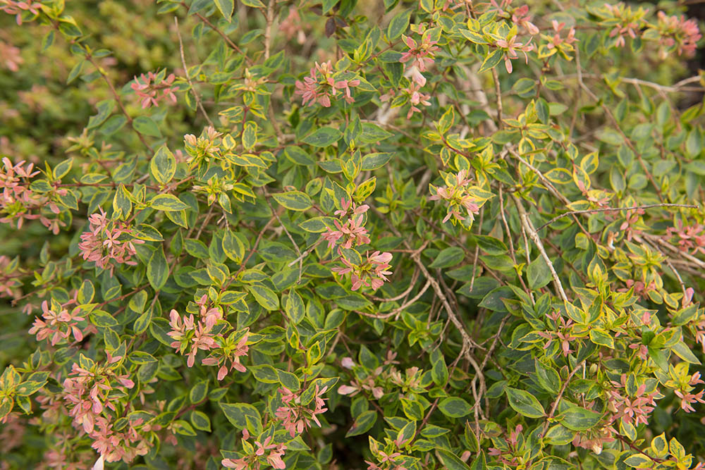 アベリアとは | 庭におすすめの植物! 常緑低木花木アベリアの育て方や種類をご紹介 | GardenStory (ガーデンストーリー)