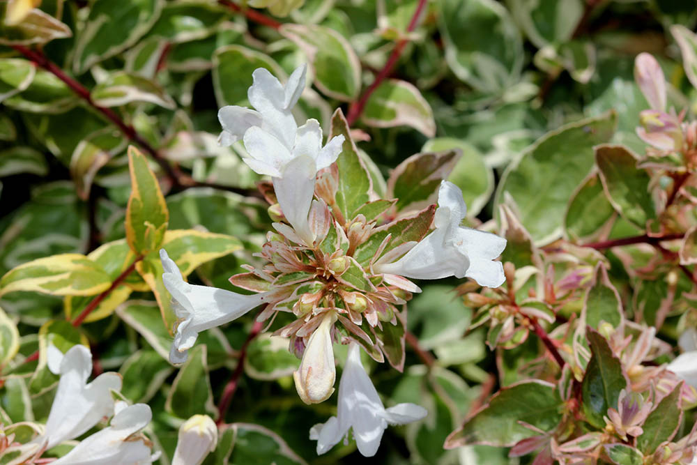 アベリアとは | 庭におすすめの植物! 常緑低木花木アベリアの育て方や種類をご紹介 | GardenStory (ガーデンストーリー)