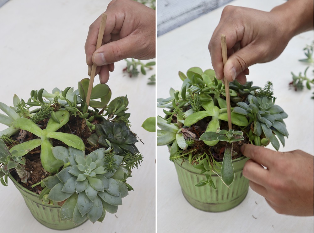 植え穴をあける