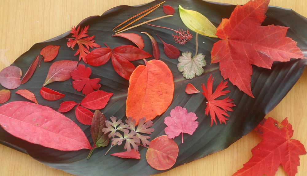 さまざまな形の紅葉した葉