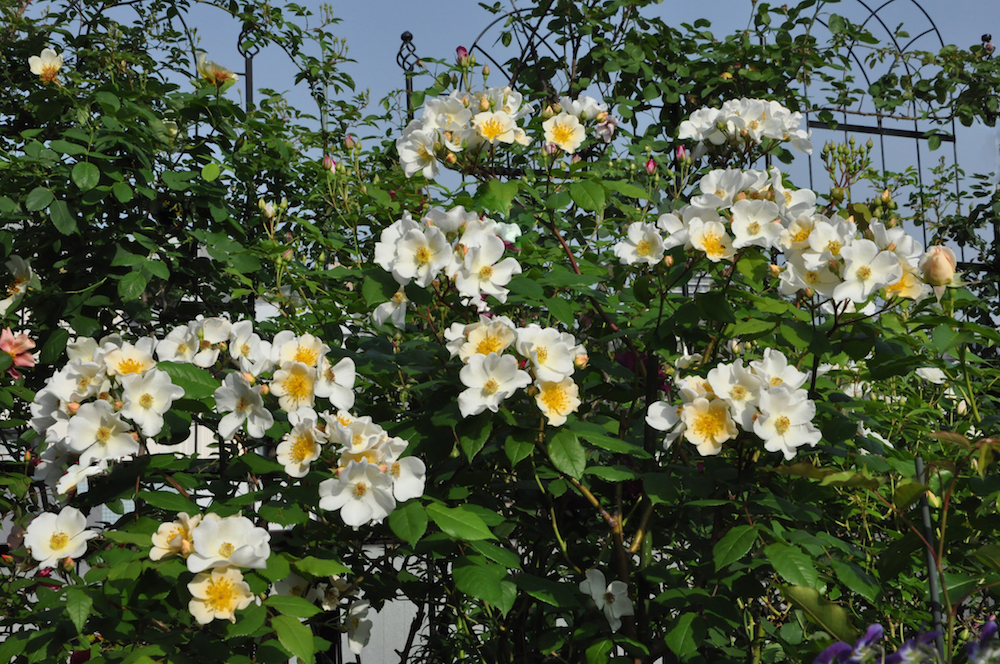 ベルギーゆかりのバラたち写真家・松本路子のルーフバルコニー便り  GardenStory (ガーデンストーリー)