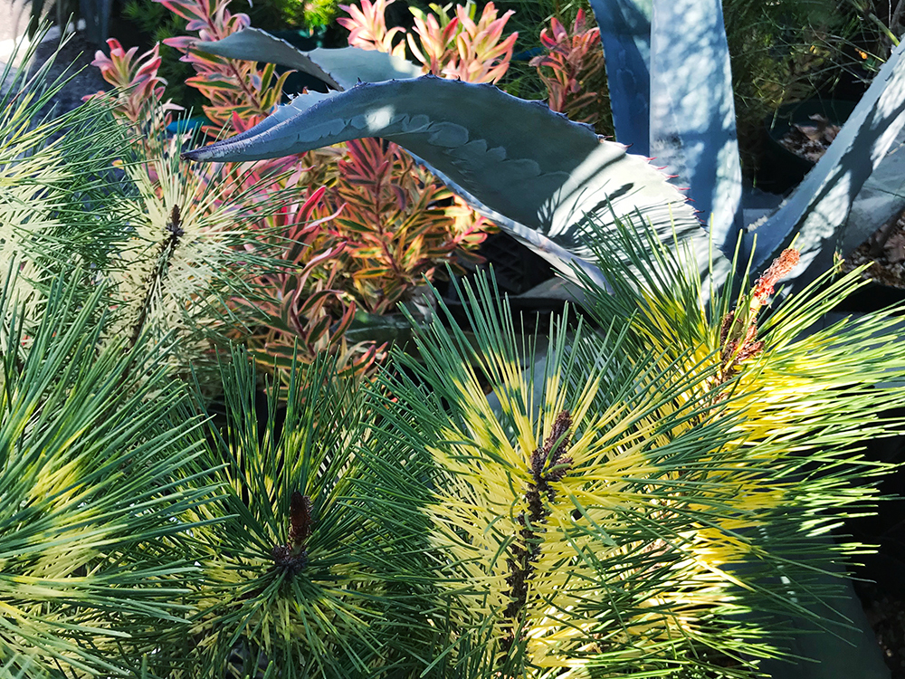 冬の庭でも活躍する技アリ素材、和を感じるカラーリーフ常緑樹 10選【乙庭Styleの植物６】