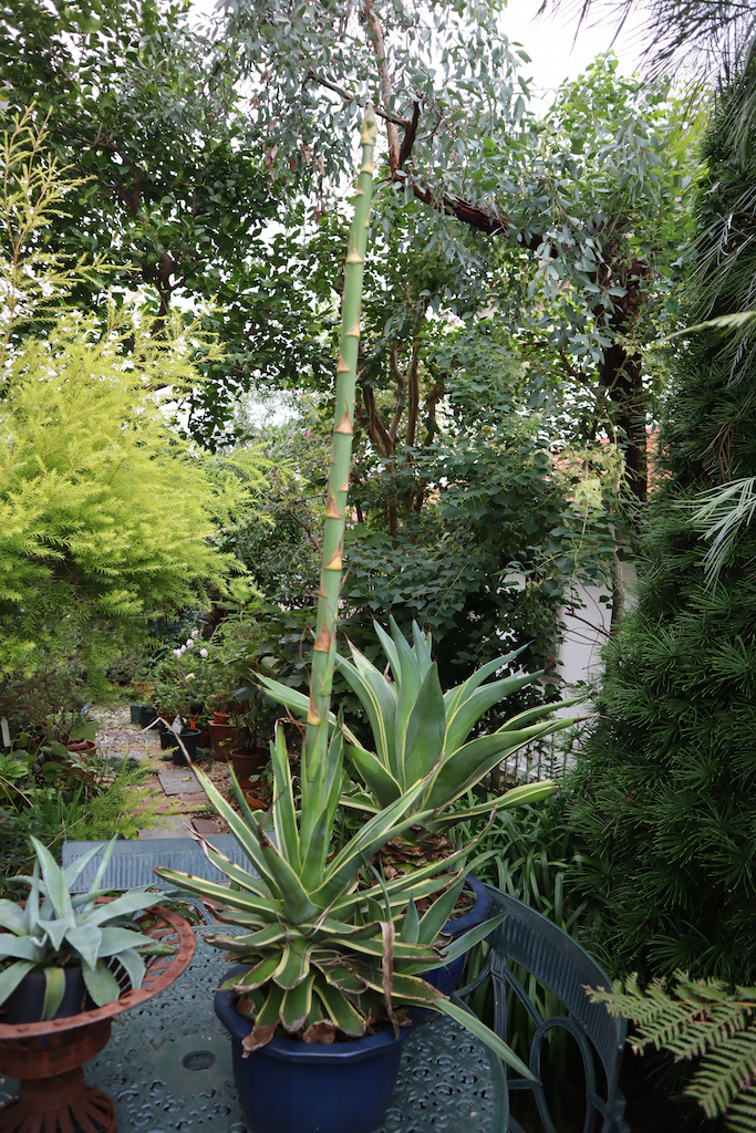アガベのある庭景色