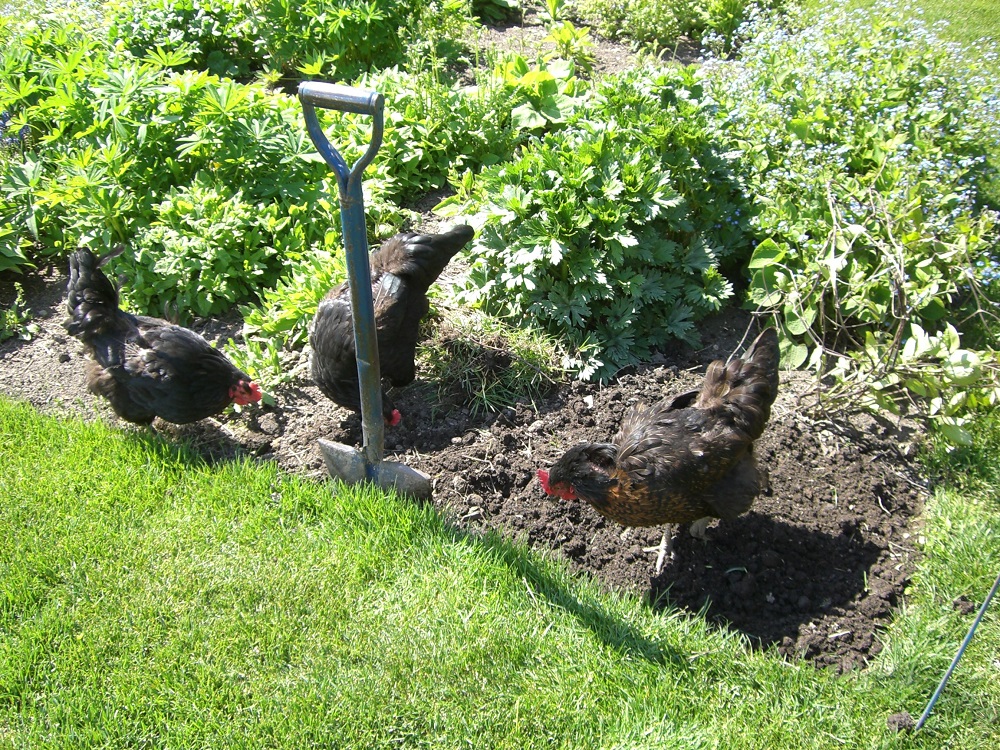 ガーデンでミミズを探す鶏