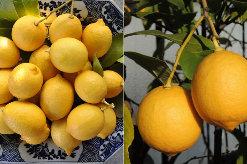 レモンの自家栽培