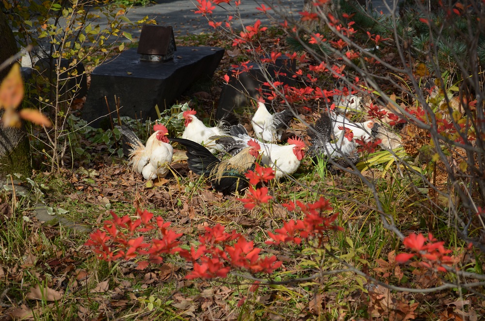 秋の紅葉と鶏